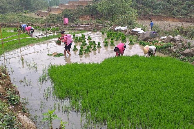 From Sapa: 2-Day Trek Through Authentic Villages in North - Sapa - Day 1: Rice Terraces, Ta Phin Village, and Village-Level Walking