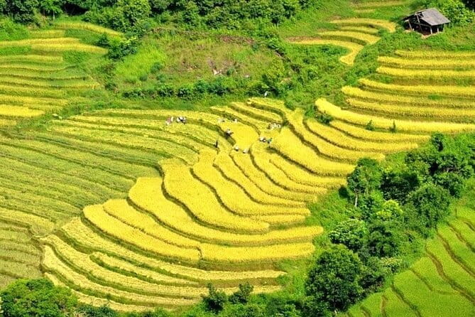 From Sapa: 2 Days 1 Night Trek Over Night At Homestay - What makes the guide experience stand out, especially with Mae Co