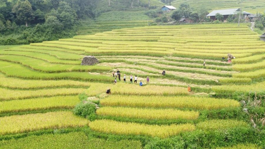 From Sapa: Terrace Fields and Local Villages Trek with Lunch - Lunch at a Local Restaurant, and What’s Included (and Not)