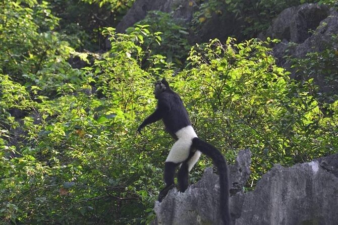 Full-Day Cuc Phuong National Park Hiking Tour - Key points before you go