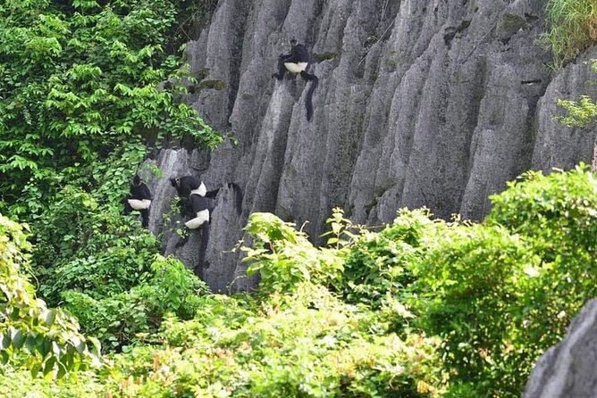 Full-Day Cuc Phuong National Park Hiking Tour - Cuc Phuong via the Ninh Binh loop: the road trip that sets the mood