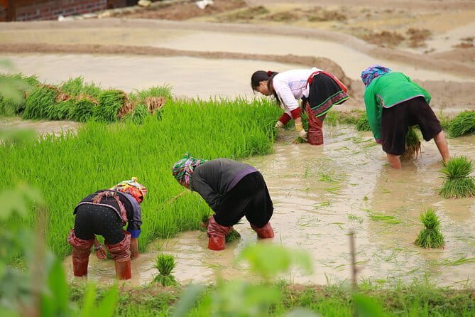 Full Day Cultural Tour in Sapa Terraces - Meeting Point in Sa Pa, and How to Start Smooth