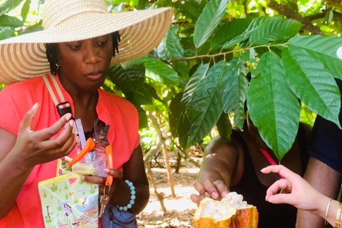 Full Day Experience to Farm and Chocolate - Your hands-on chocolate making and decorating session