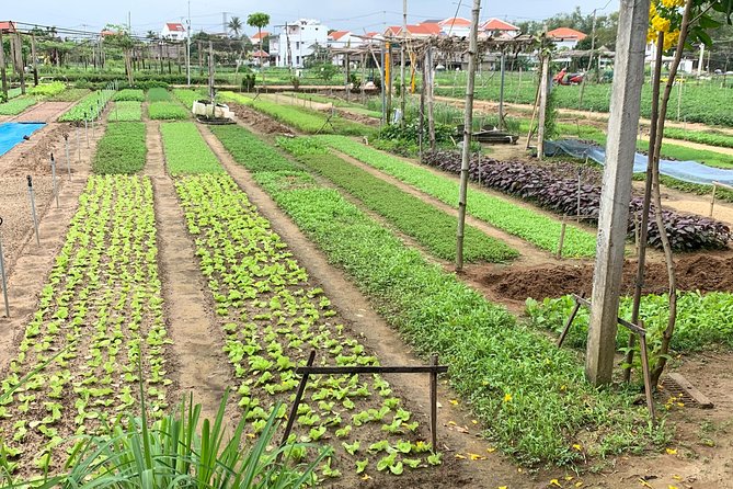 Full Experience Tour: Cooking Class & Basket Boat at Eco-Village - Key Highlights Worth Your Time