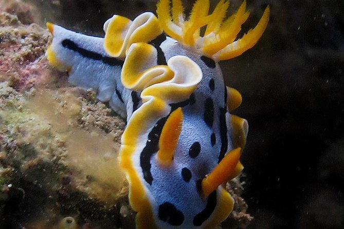 Fun Dives - Guided Dives for Certified Divers - Nha Trang reefs, handled the easy way for certified divers