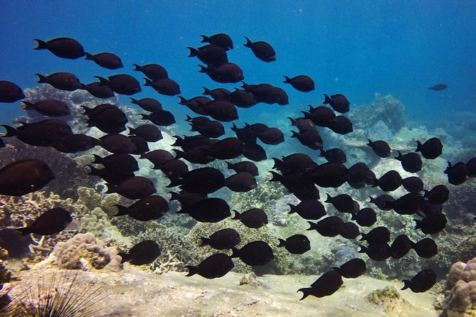 Fun Dives - Guided Dives for Certified Divers - What to do before you go: rules that protect your comfort