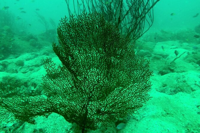 [GROUP] SCUBA DIVING for Certified Divers in Phu Quoc Island - Price And Value: Is $108 Worth It In Phu Quoc?