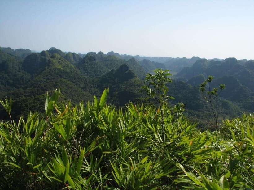 Half Day Hiking to Cat Ba National Park with a Guide - Pickup, transport, and how the timing usually works