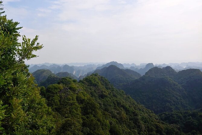Half Day Hiking to Discover Cat Ba National Park with a Guide - Key highlights you will actually feel on the trail