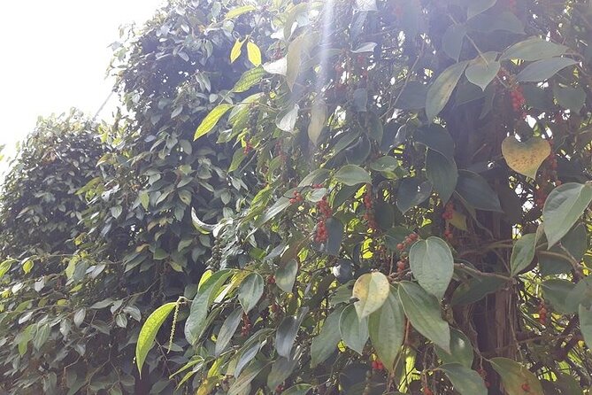 Half-day Motorbike Tour in Phu Quoc Island - Stop 1: Vườn Tiêu Hai Dương Pepper Farm and the Smell You Can’t Unsmell