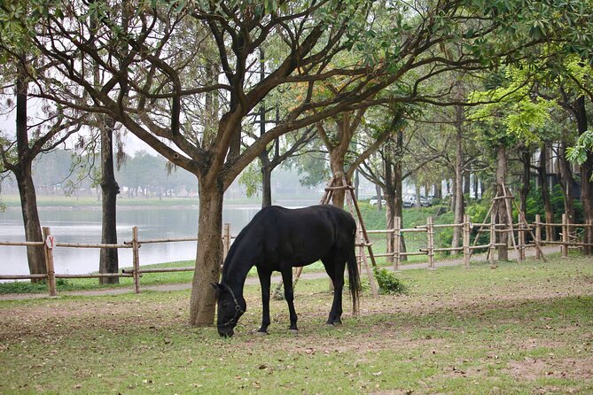 Hanoi Horseback Riding Club & Tours - Exclusive Experience - Meeting point, timing, and weather you should respect