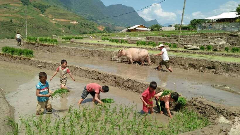Hanoi- SaPa: 3-Day Homestay Trek to Explore Ethnic cultures - Day 2, Bamboo Forest Trek, Red Dao Villages, and Ban Ho Free Time