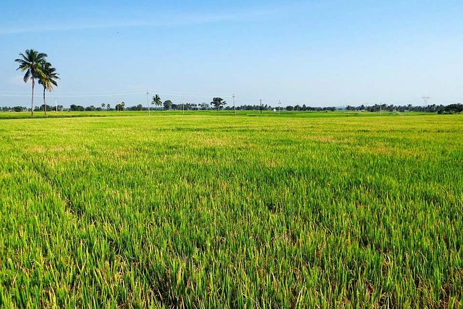Hanoi Vespa Countryside Tour With Female Ao Dai Riders Half Day - Lunch and the practical side of a $58 half-day