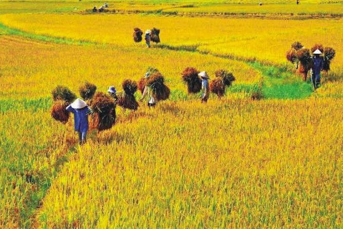 Hanoi Vespa Countryside Tour With Female Ao Dai Riders Half Day - Group size and the ride comfort you actually care about