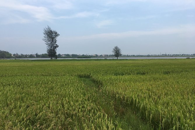 Hoi An countryside biking tour, water buffalo+ basket boat ride - Tra Que Vegetable Village: Farming You Can Actually Touch