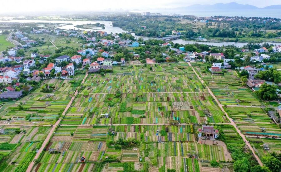 Hoi An: Rural Cycling Tour to Village with Basket Boat Ride - The market visit: how locals shop between rice fields and kitchens