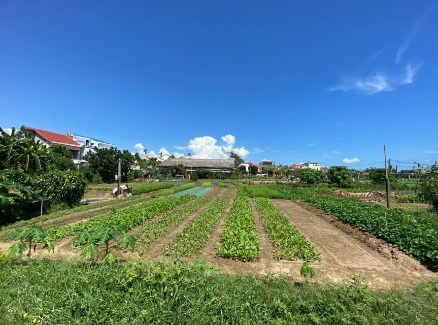 Hoi An: Rural Cycling Tour to Village with Basket Boat Ride - The countryside cycle: rice fields, water buffalo moments, and safe pacing