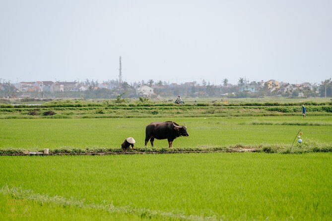 HoiAnGO Experience Local Life: Countryside by Electric Car - Price and Value: What $153.59 Buys You Here