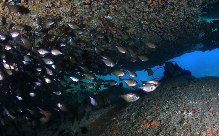 Nha Trang: Scuba Diving Experience for Non-Certified Divers - Entering Nha Trang Bay with a plan for true beginners