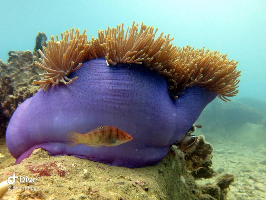 Nha Trang: Scuba Diving Experience for Non-Certified Divers - Lunch at a fisherman base, plus vegetarian options