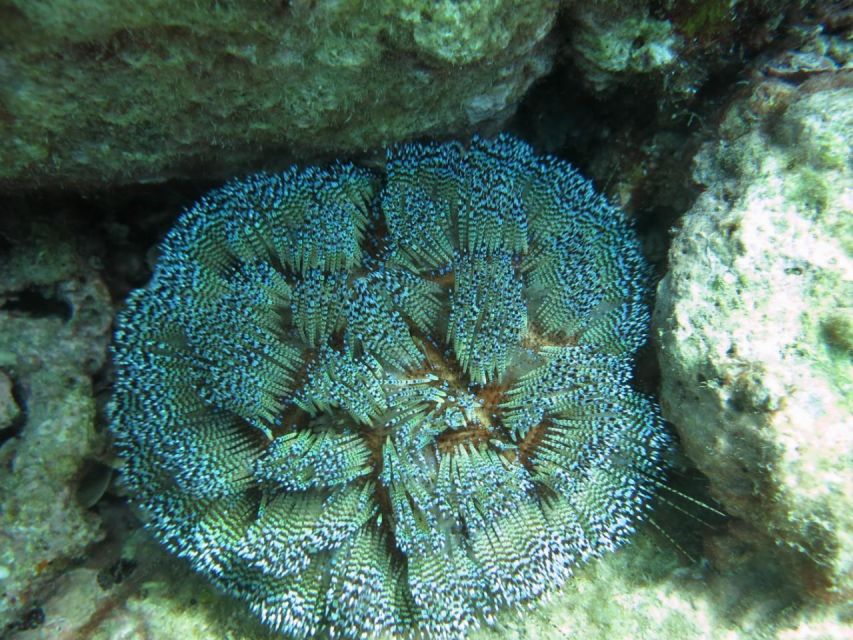 Nha Trang: Scuba Diving Experience for Non-Certified Divers - Price and value: why $54 feels fair for what’s included