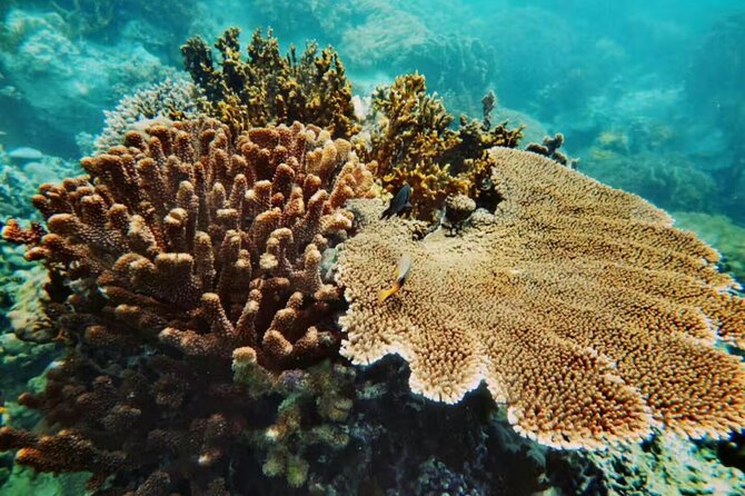 Nha Trang Snorkeling Tour-Vuongland Travel - Key things to know before you go