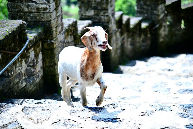 Ninh Binh 2 days 1 night Tour from Hanoi (Small Group of 9) - Mua Cave Hike: When the View Is Worth the Climb