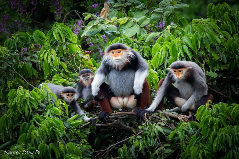 Ninh Binh: Cuc Phuong Jungle Hike & Wildlife Day Trip - Botanical Gardens and the Visitor Center: Set the Jungle Context