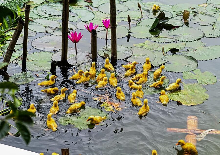 Ninh Binh: Rice planting and fishing by basket tour - Learning the rice cycle, then planting in the fields