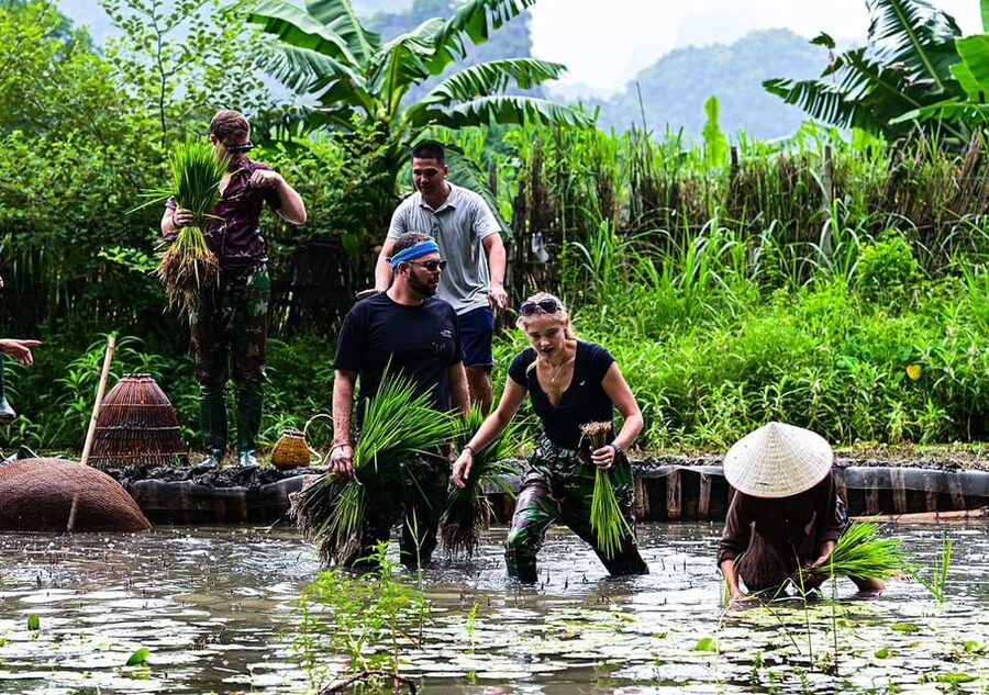 Ninh Binh: Rice planting and fishing by basket tour - The morning flow: buffalo care, then fish with nom