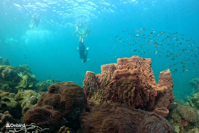 OnBird - PRIVATE ADVENTURE SNORKELING - explore Half-moon reef & Coral Mountain - Your first time is the main event: gear, safety, and coaching
