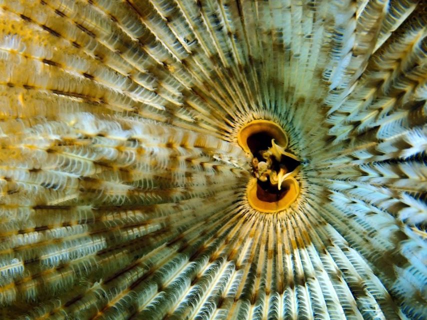 Phu Quoc: Scuba Diving Experience for All Levels - Depth limits and what that means for what you see
