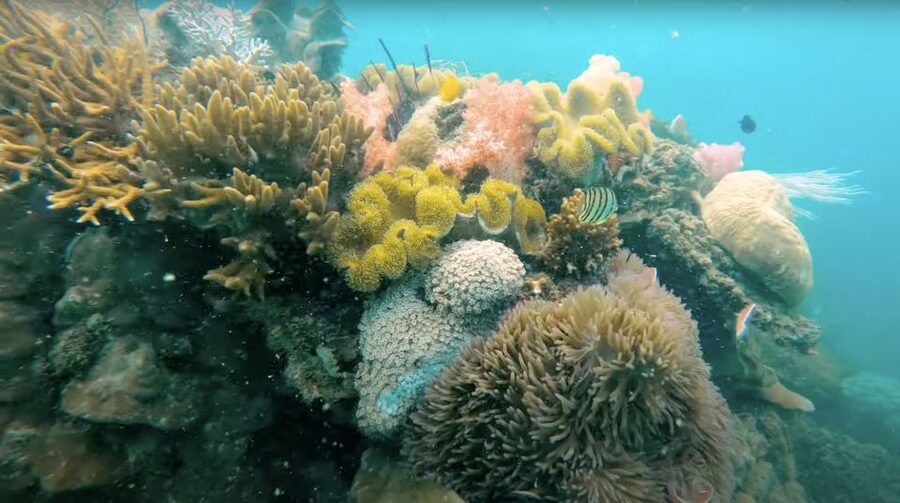 Phu Quoc: Speedboat Tour of 4 Islands with Snorkeling & BBQ - Stop 3: Buom Island for coral watching and a second snorkeling session