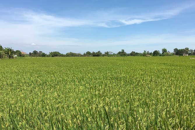 Private Authentic Mekong River Full Day Trip - Non Touristic Mekong delta - Crossing Paddy Fields by Bike or Scooter