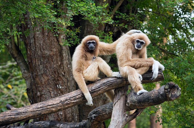 Private Tour: Cu Chi Tunnels and Cao Dai Temple - Who Should Book This Tour (and Who Should Skip It)