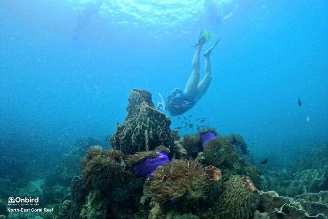 PRO-SNORKELING to Explore Hidden Coral Reefs (MAX 10 PAX) - Phu Quoc reef time, without the crowd pileup