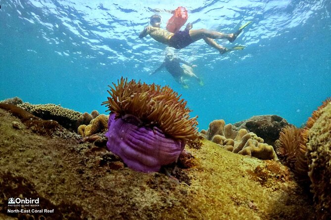 PRO-SNORKELING to Explore Hidden Coral Reefs (MAX 10 PAX) - Two hidden coral spots: guidance that keeps you from missing everything