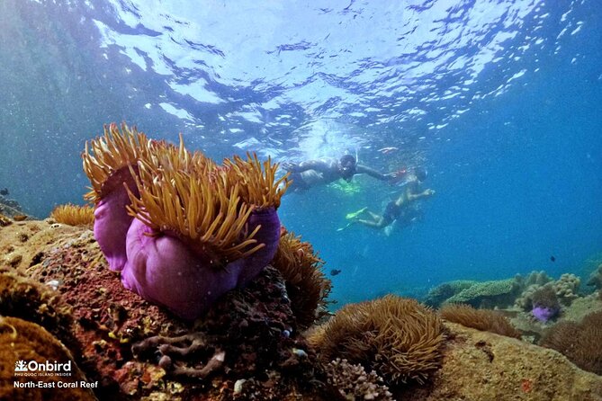 PRO-SNORKELING to Explore Hidden Coral Reefs (MAX 10 PAX) - Price and value at $54.98: what you truly get for your money