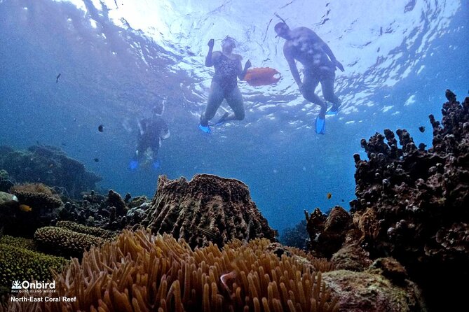 PRO-SNORKELING to Explore Hidden Coral Reefs (MAX 10 PAX) - Who should book, and who should check first