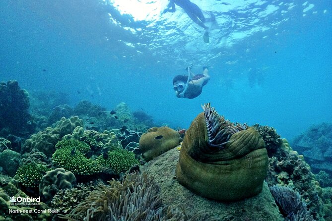 PRO-SNORKELING to Explore Hidden Coral Reefs (MAX 10 PAX) - Pickup by A/C van, then speedboat when conditions are right