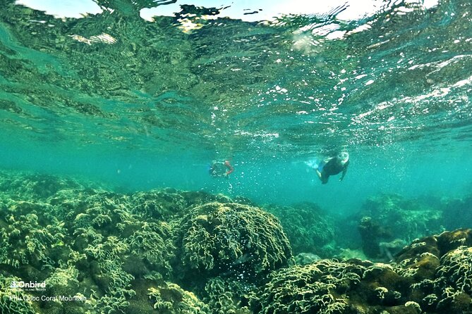PRO-SNORKELING to Explore Hidden Coral Reefs (MAX 12 PAX) - Coral zones you might visit, and what to look for
