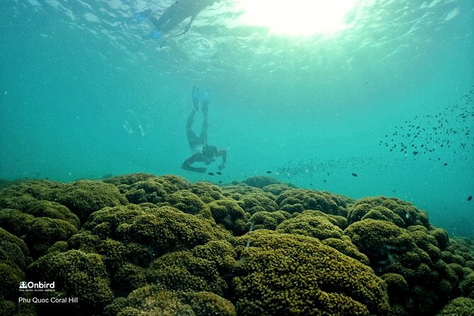 PRO-SNORKELING to Explore Hidden Coral Reefs (MAX 12 PAX) - Weather reschedules, and how to plan your expectations