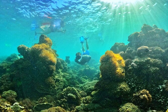 PRO-SNORKELING to Explore The Coral Jungle REEF (MAX 10 PAX) - A guide who teaches biodiversity, not just rules