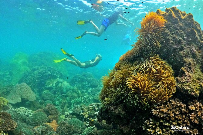 PRO-SNORKELING to Explore The Coral Jungle REEF (MAX 10 PAX) - Swimming time, free-dive levels, and spotting reef life