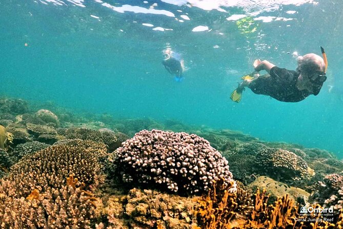 PRO-SNORKELING to Explore The Coral Jungle REEF (MAX 10 PAX) - The quieter beach stop: fruit, drinks, and sunset dinner