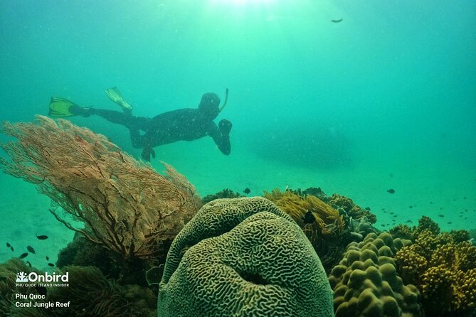 PRO-SNORKELING to Explore The Coral Jungle REEF (MAX 10 PAX) - Price, group size, and why $58.26 can make sense here