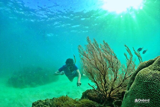 PRO-SNORKELING to Explore The Coral Jungle REEF (MAX 10 PAX) - Getting there by speedboat, plus the rhythm of a 6-hour day