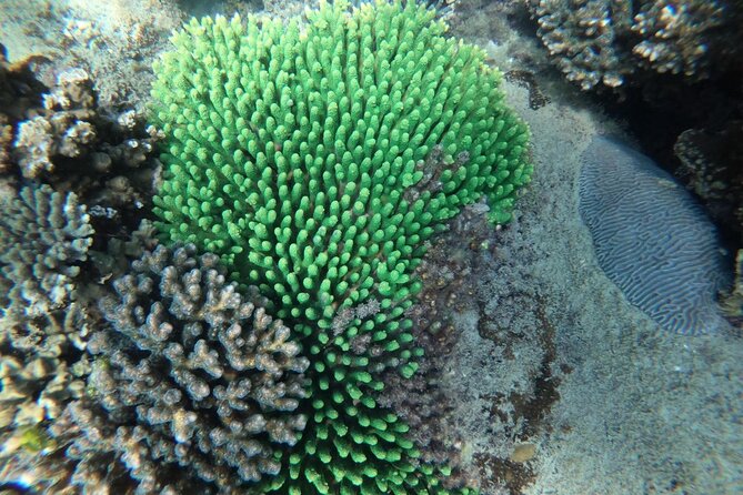 REAL snorkel &island hopping by SPEEDBOAT-EXPLORE CUISINES(MAX12) - Snorkeling Equipment, How to Get Better Results, and Reef Considerations