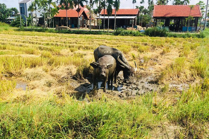 Riding Water Buffalo and Basket Boat Hoi An Private Bike Tour - Bay Mau Coconut Forest: nipa palms, fish nets, and basket-boat paddling