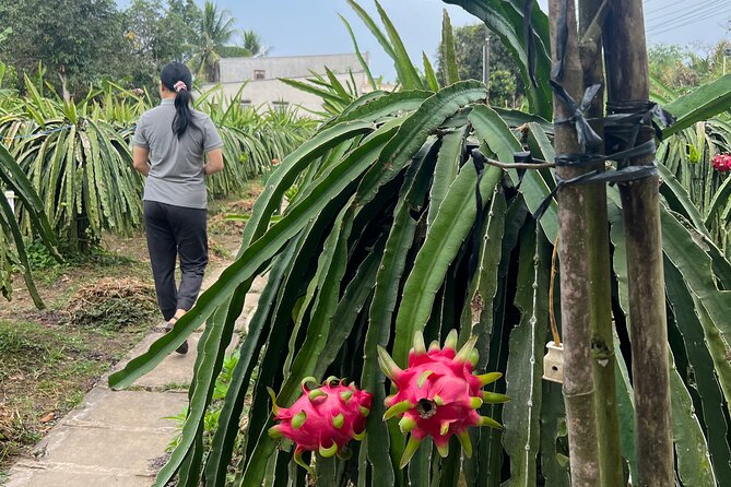 Rural Can Tho Biking Trail - Dragon Fruit Farm: Colorful Fruit Farming, Up Close